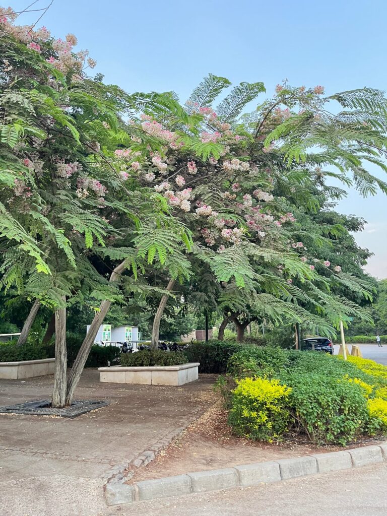 Can anyone recognize this tree?