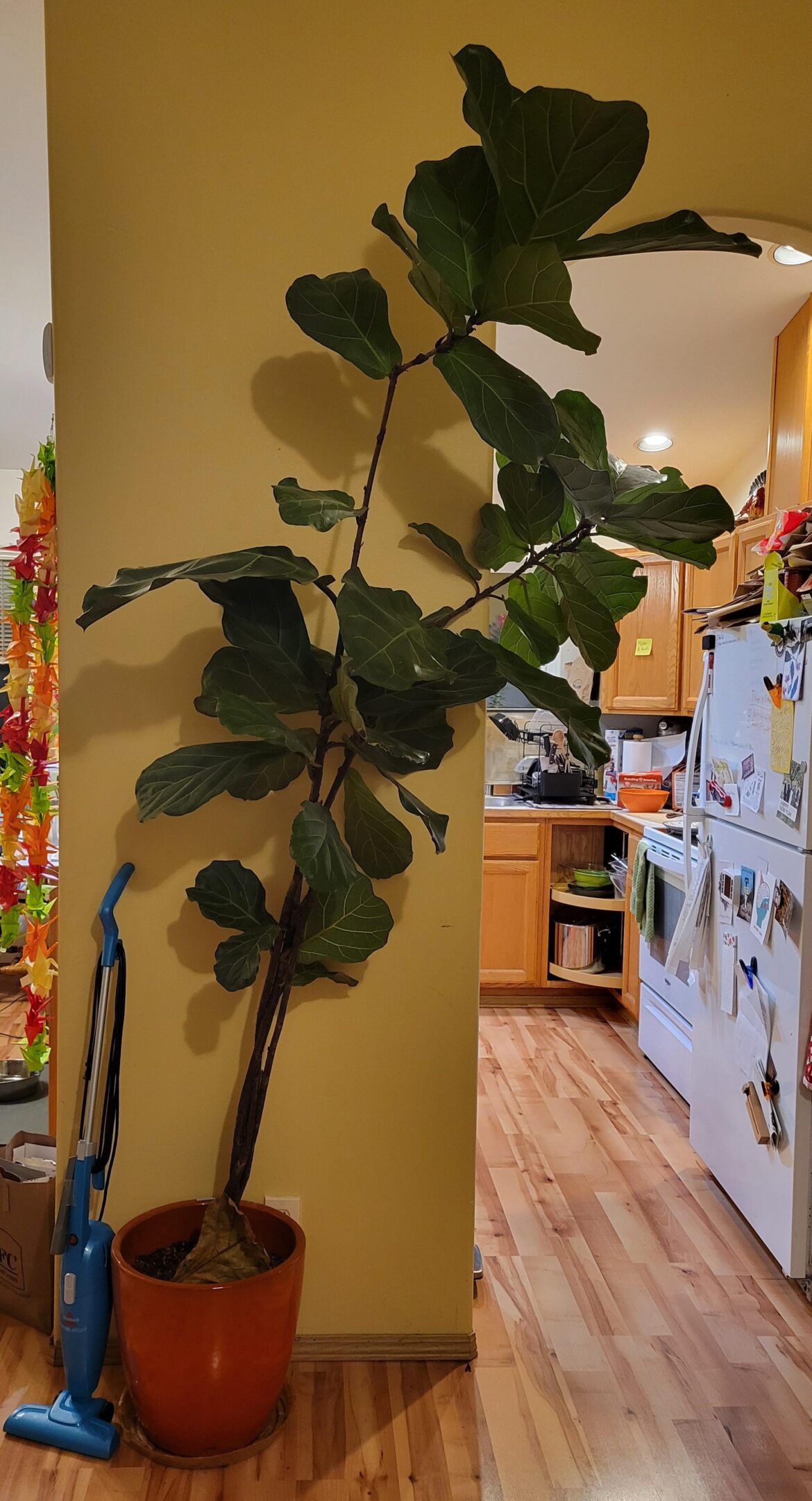 How to make fig tree stand straighter