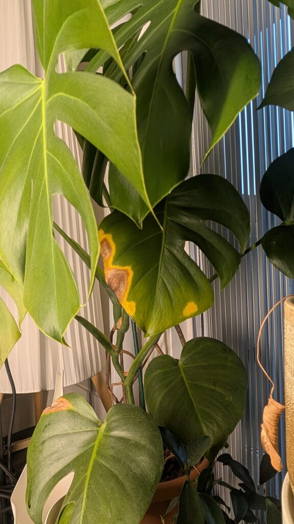 Watering issues or sunburn? Yellowing leaves Watering issues or sunburn? Yellowing leaves