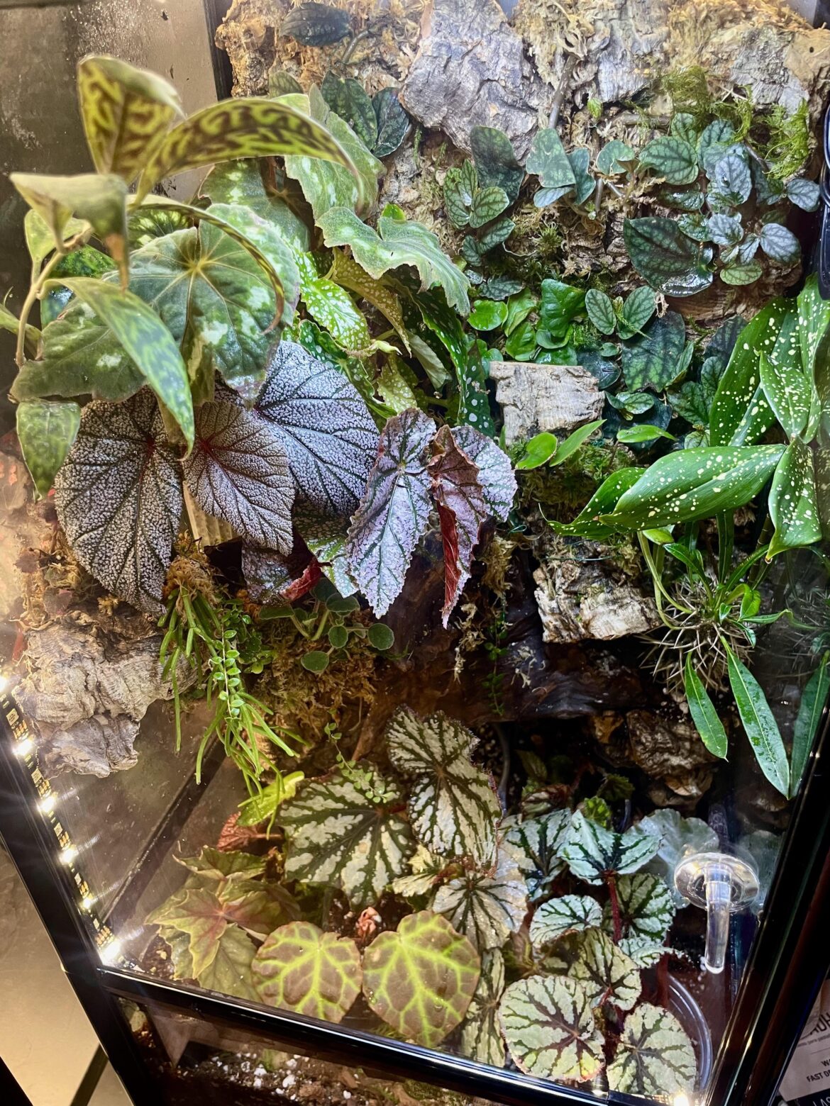 My first (mostly) begonia vivarium set up My first (mostly) begonia vivarium set up