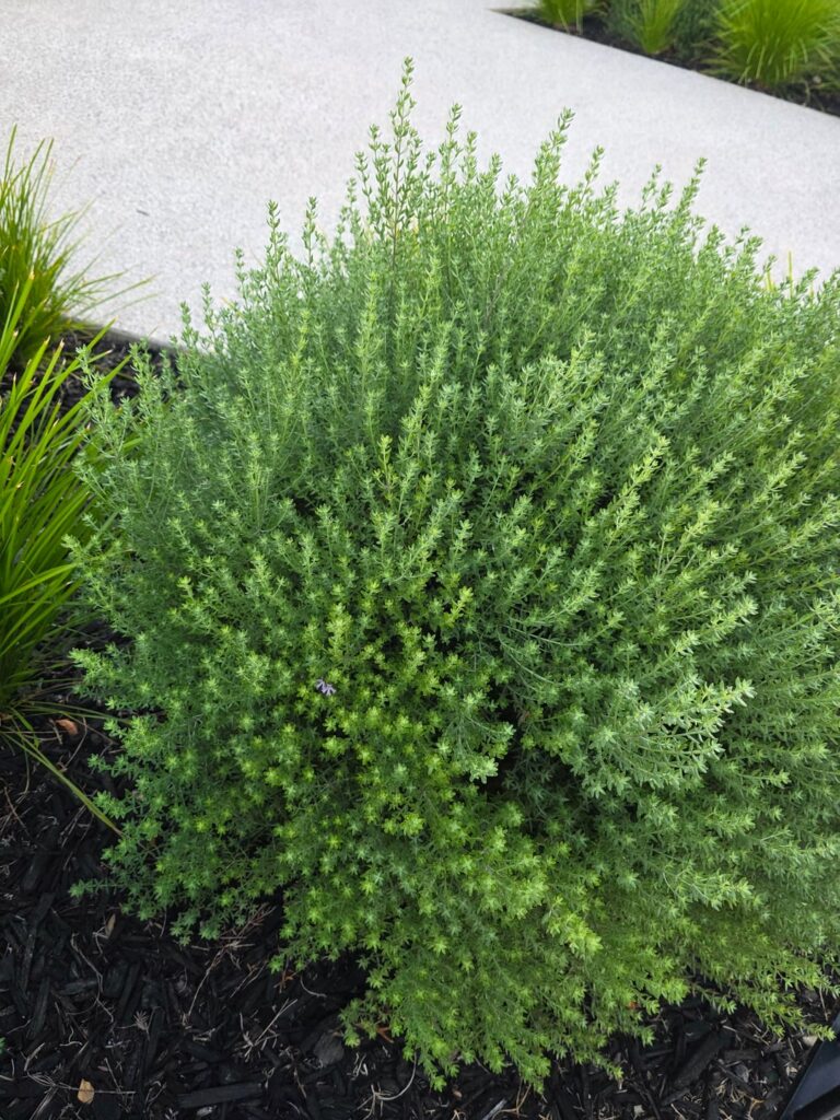 Can some one please help me to identify this plant