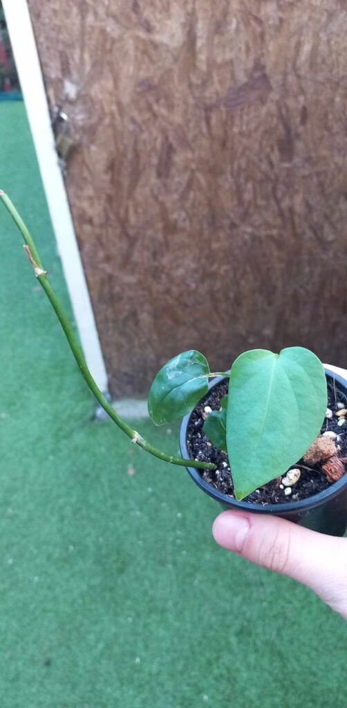 Monstera dissecta 2 year progress