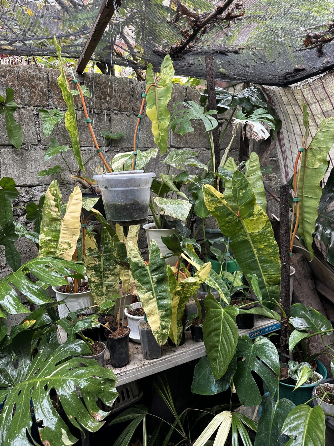 I have no time to arrage them yet... 😭😭😭