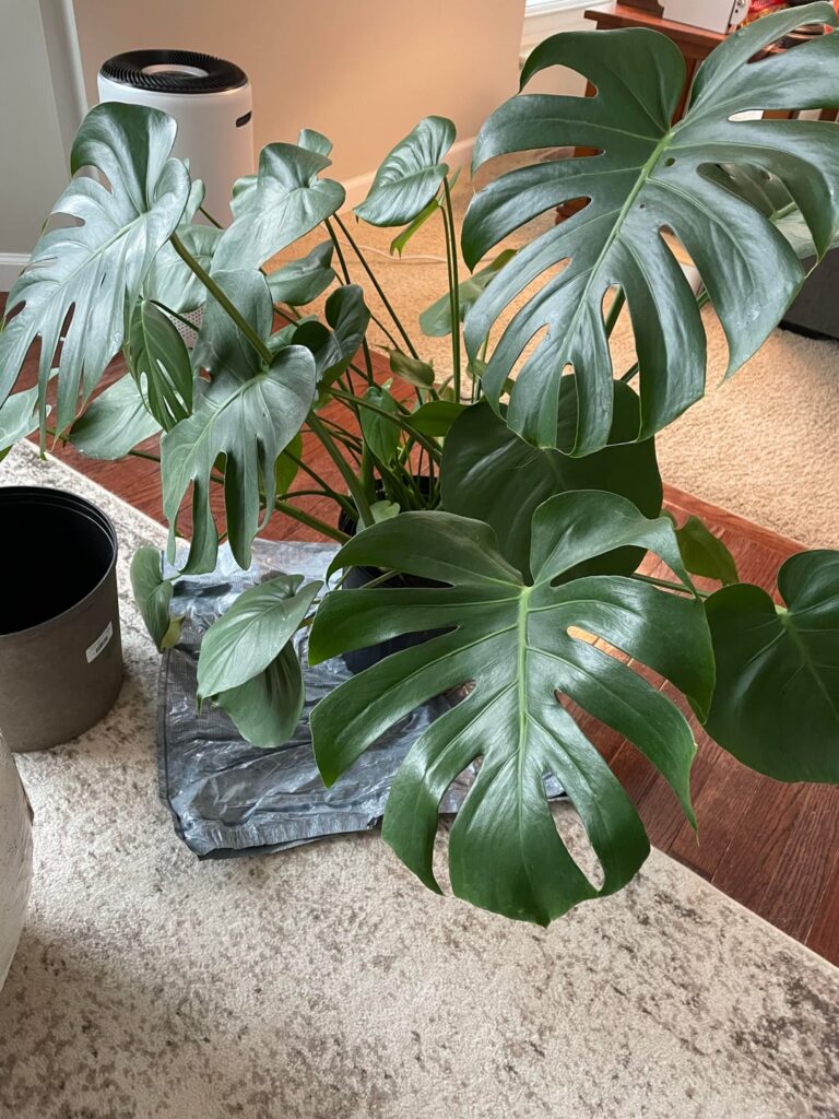 Repotting help for plant newbie