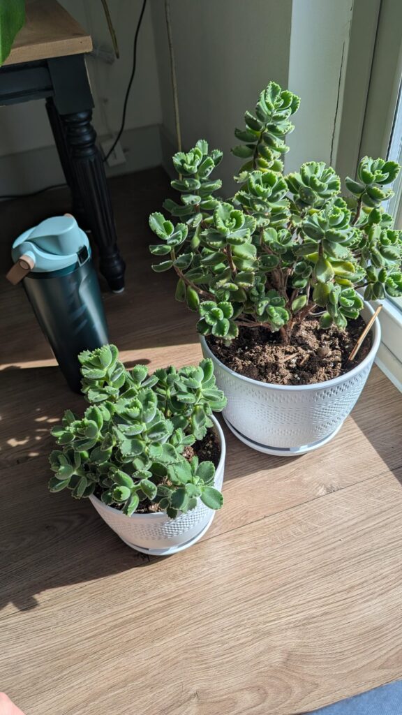 My bear paws (mother plant and prop)