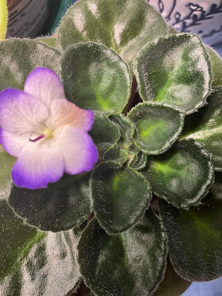 Are these getting too much light?