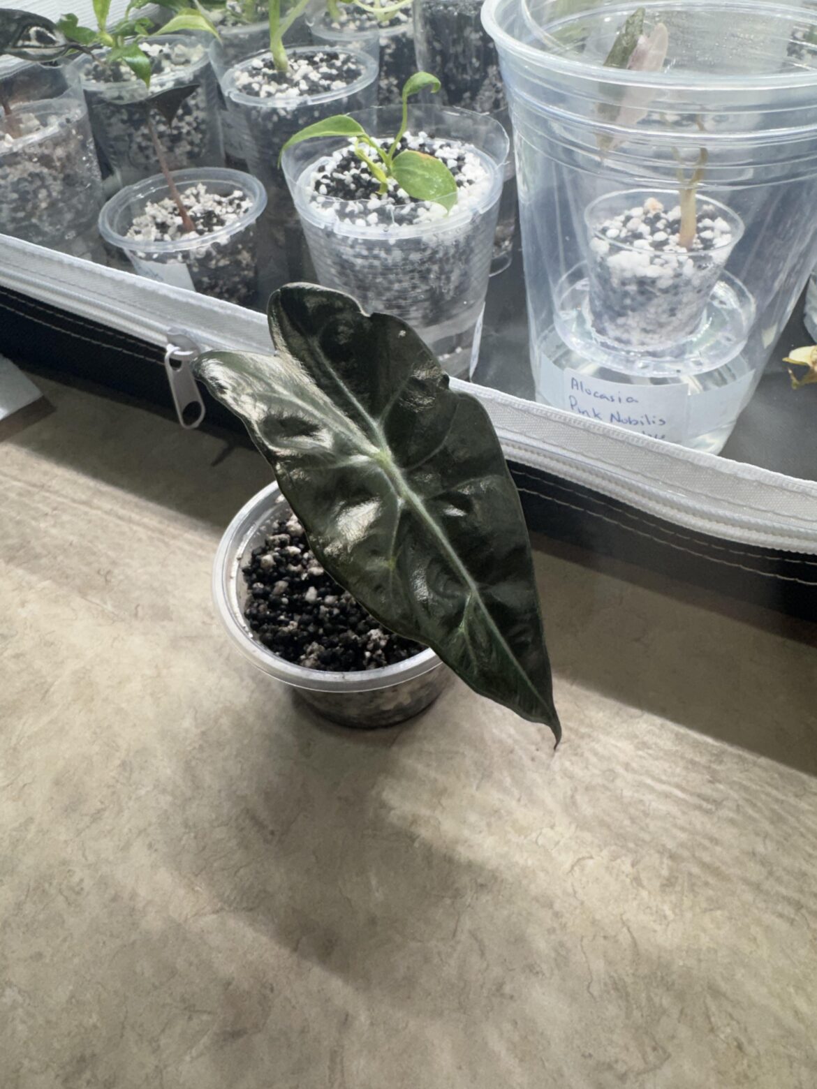 Massive first leaf!