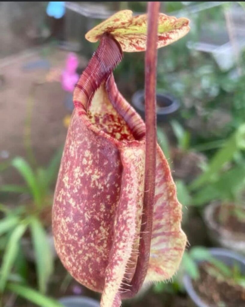 Need quick answer asap! Could this be a pure rafflesiana or have a bit of Viking (mirabilis var. globosa) in it?