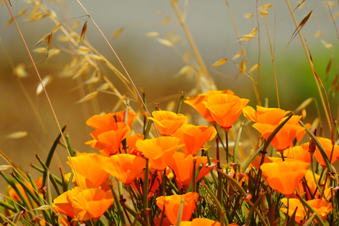 California poppy, found in SD card from last May