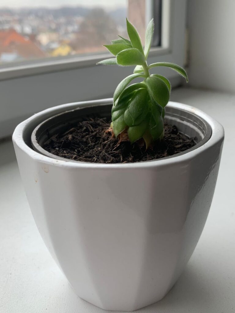 New here, surprised about growth