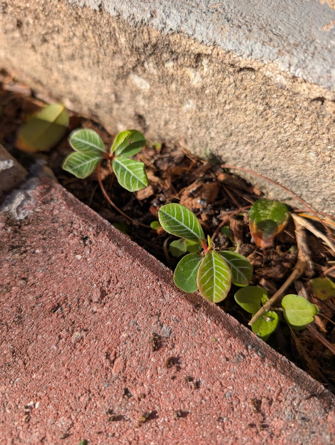These Euphorbia leuconeura volunteers survived 3 days of mid-20°f hard freezes overnight.