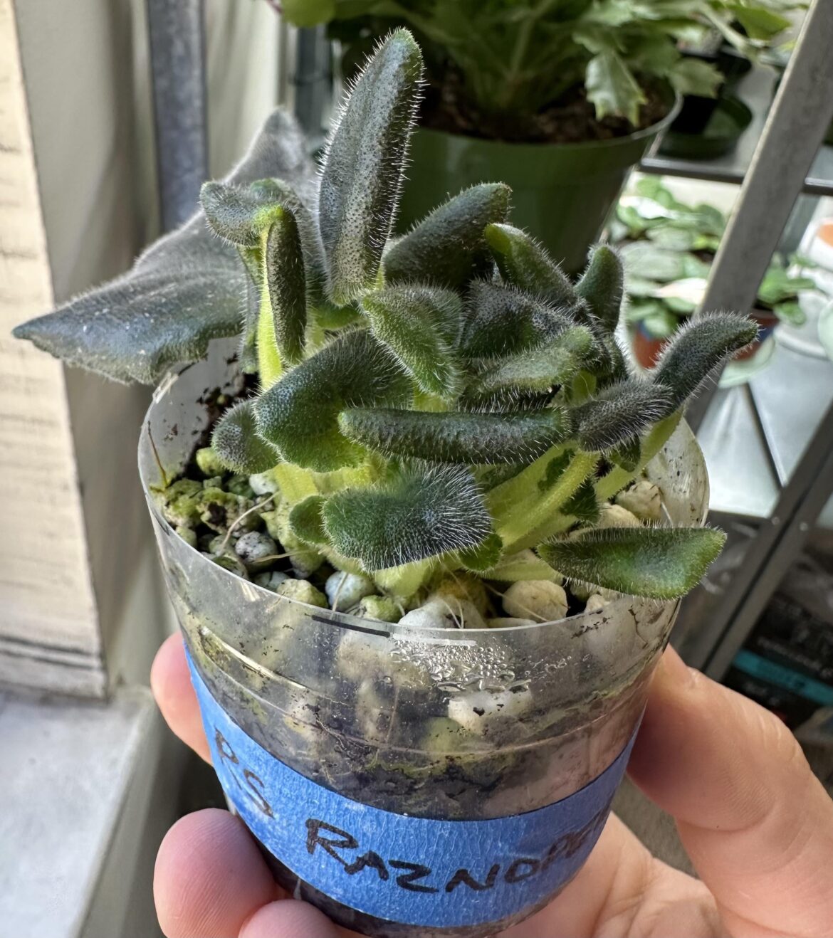 Why are the leaves of this prop all curled up?