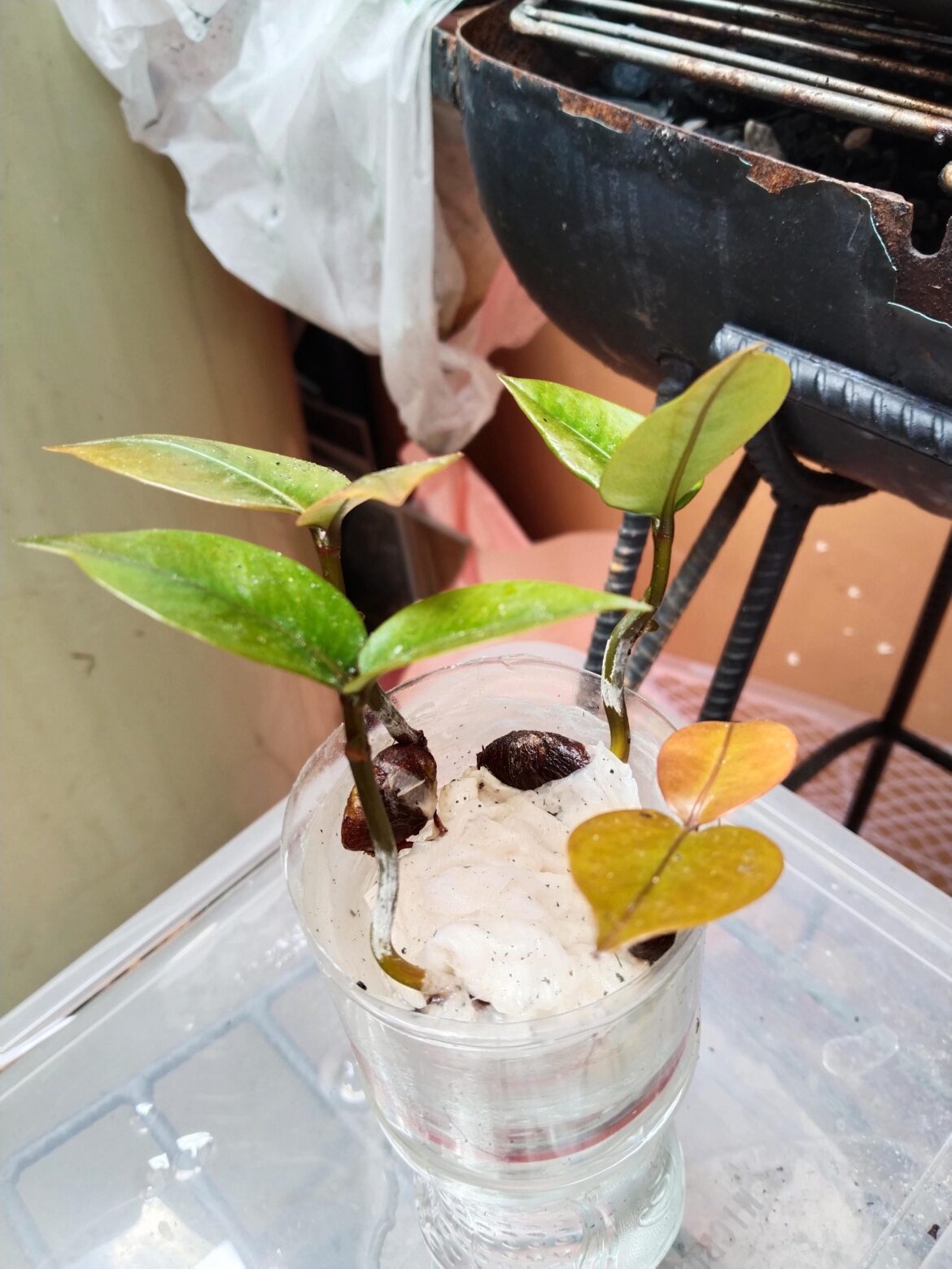 15 days old mangosteen