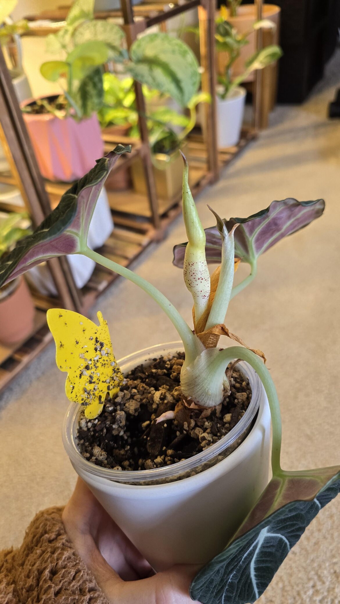 What is growing out of my black velvet?