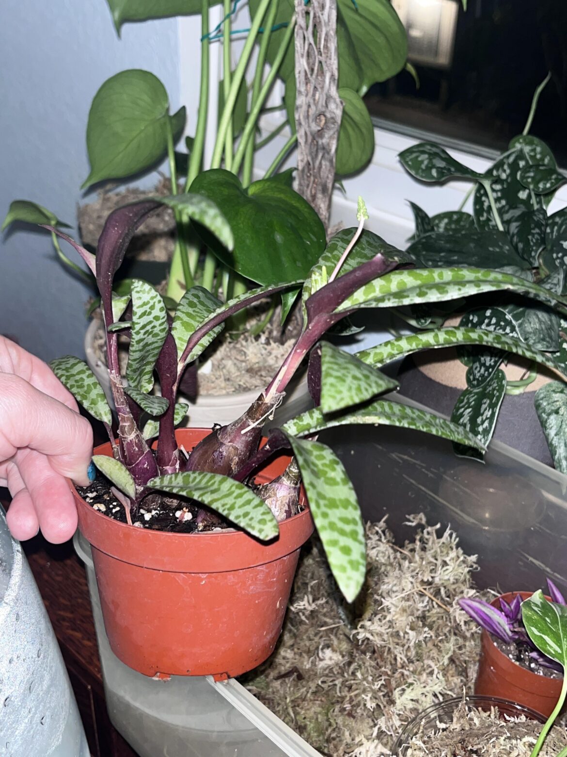 Bought this plant today. Not sure what it is.