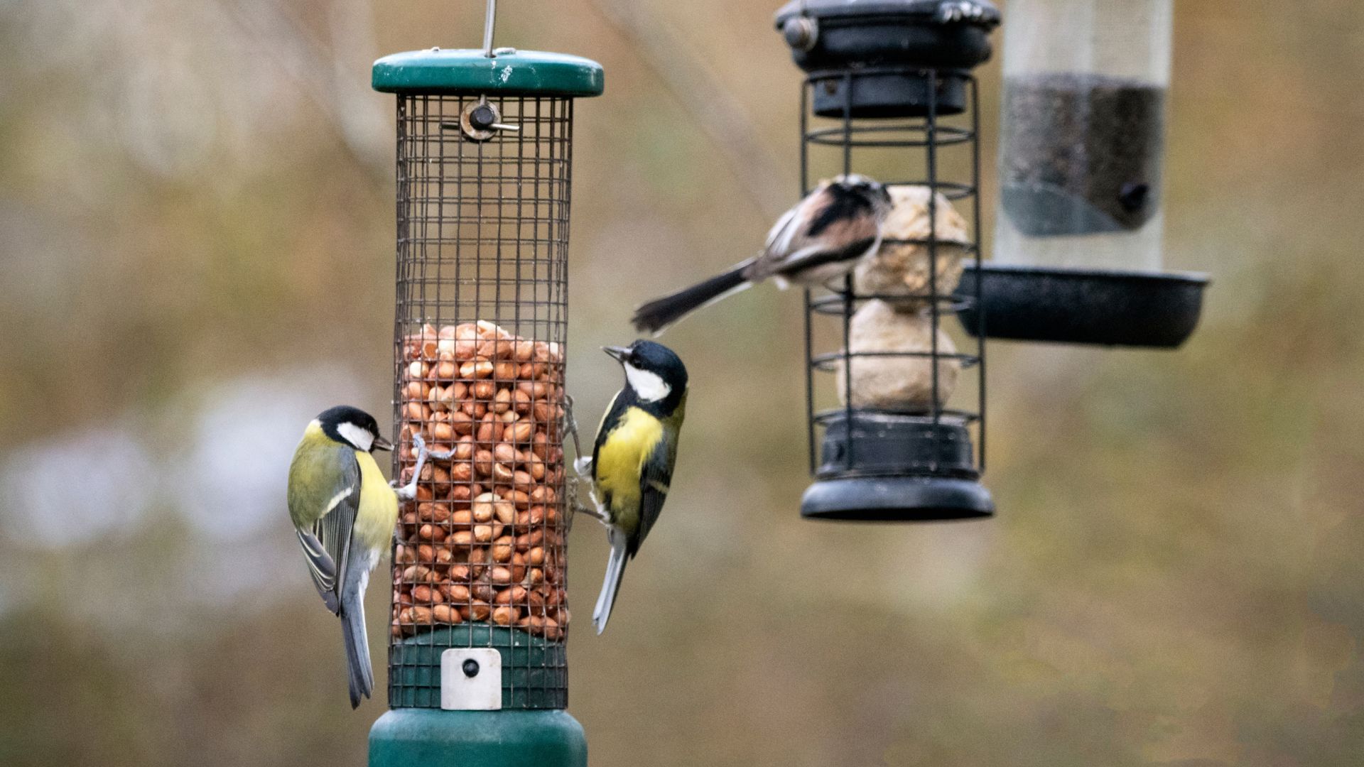 picture of brids eating peanuts and fat balls in UK garden