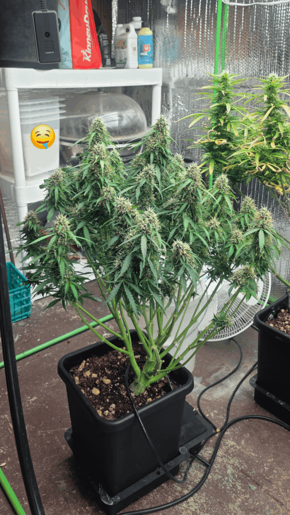 That's some bouquet!