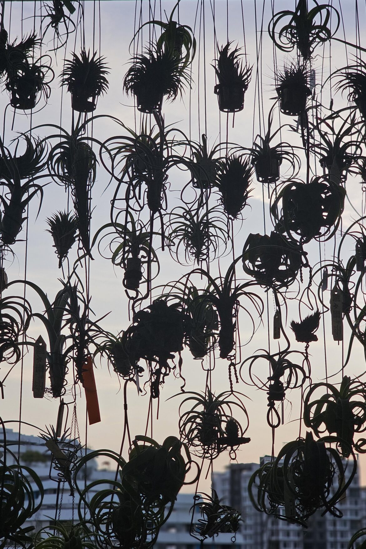 Gazing at my plants to de-stress