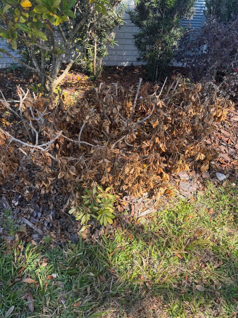 Arboricola Trinette Plant