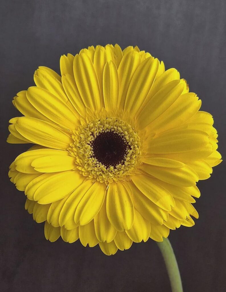 Yellow Gerbera Daisy Blooms