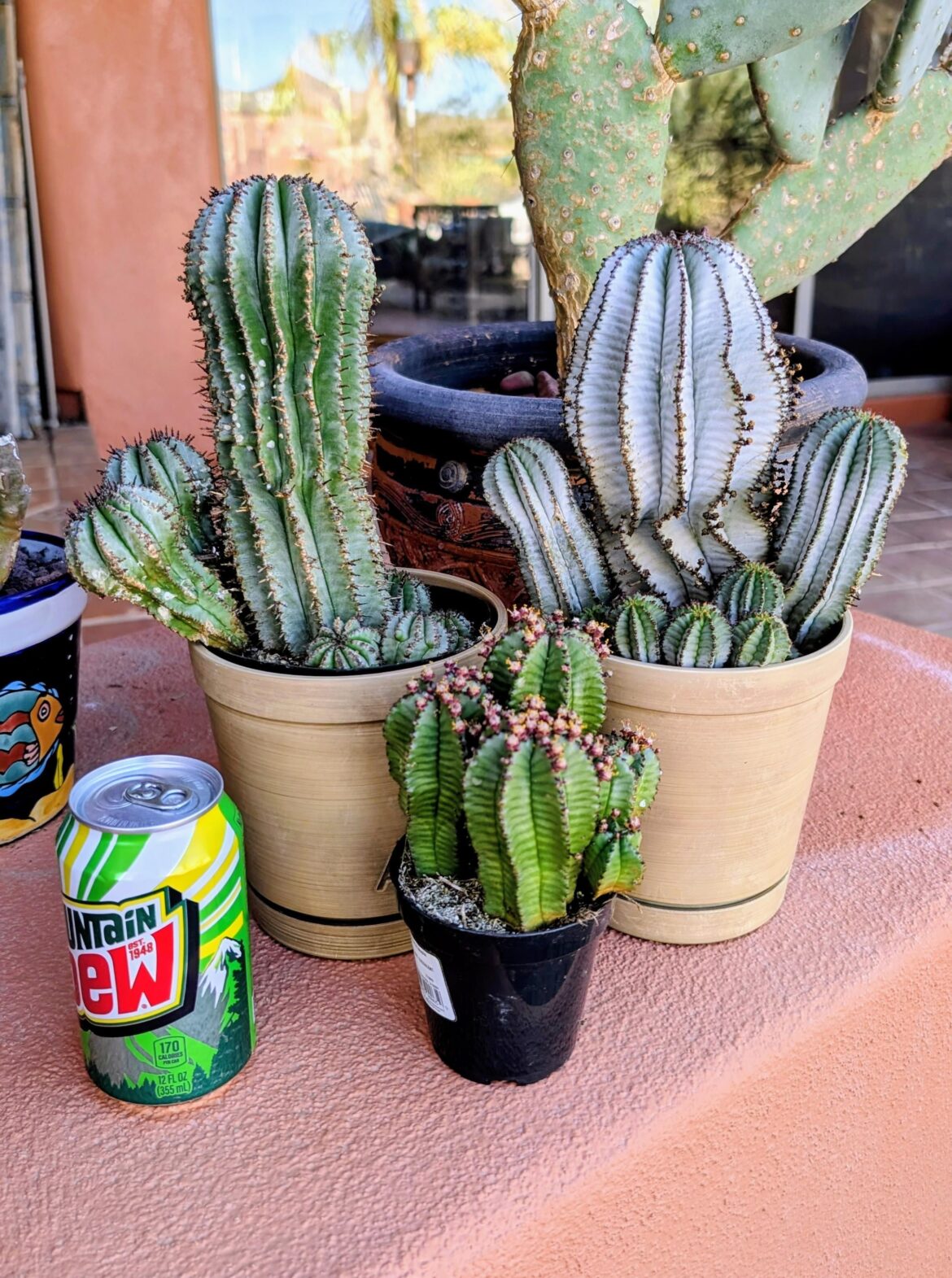 Found at Home Depot - Horrida (hybrid), Anoplia, and Cereuformis (Mesa)