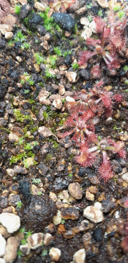 Can someone ID these 2 mosses?