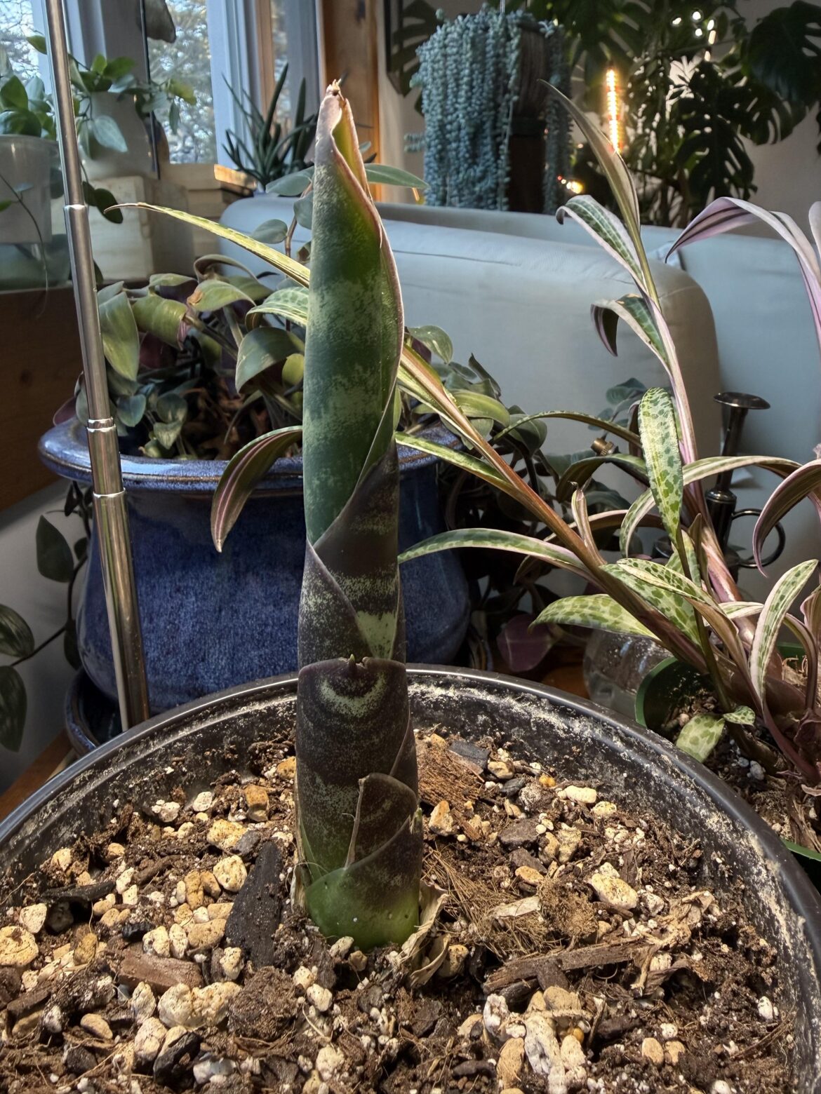 Sanseviera whale fin pup