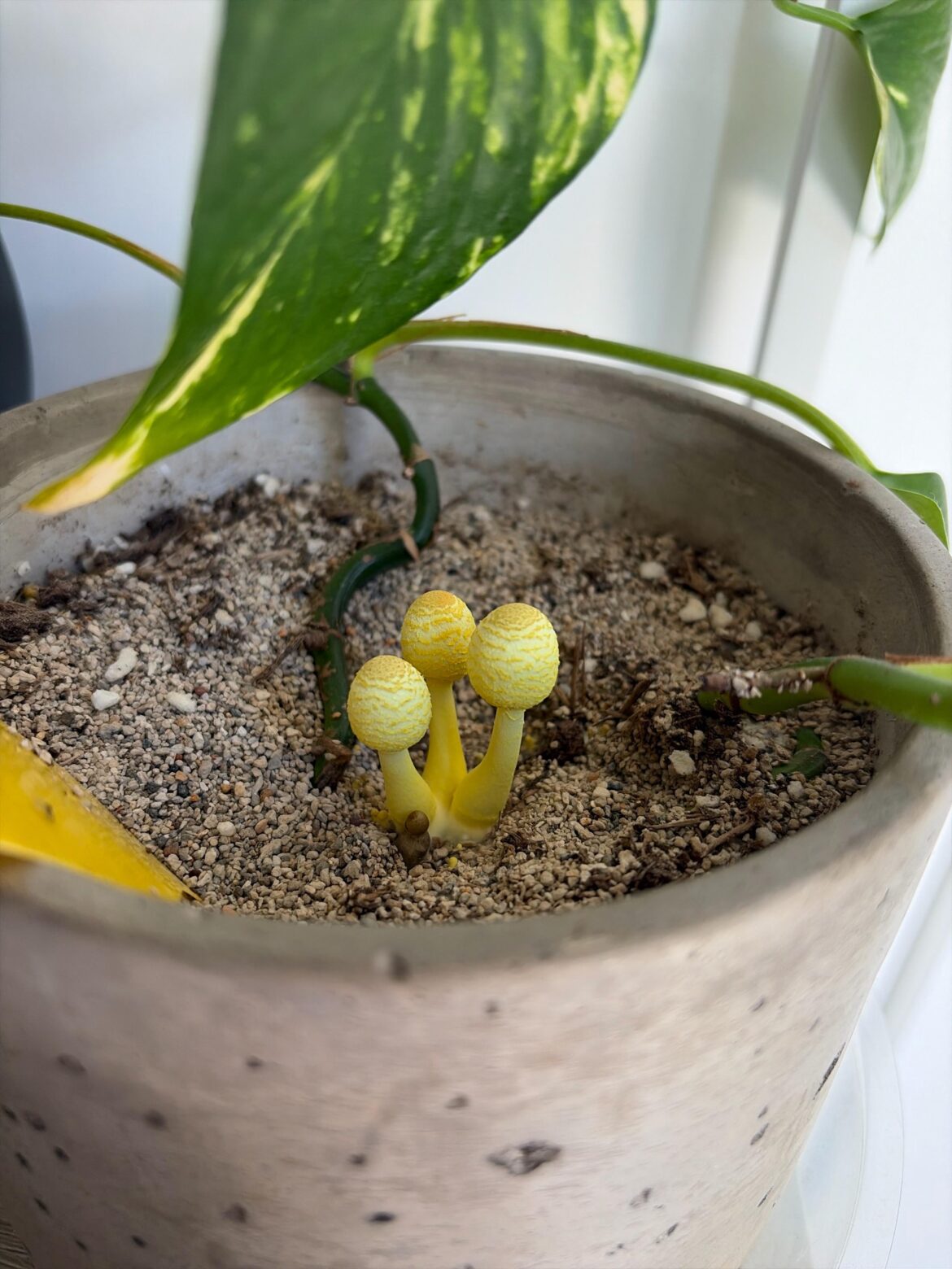 pothos mushroom? lol