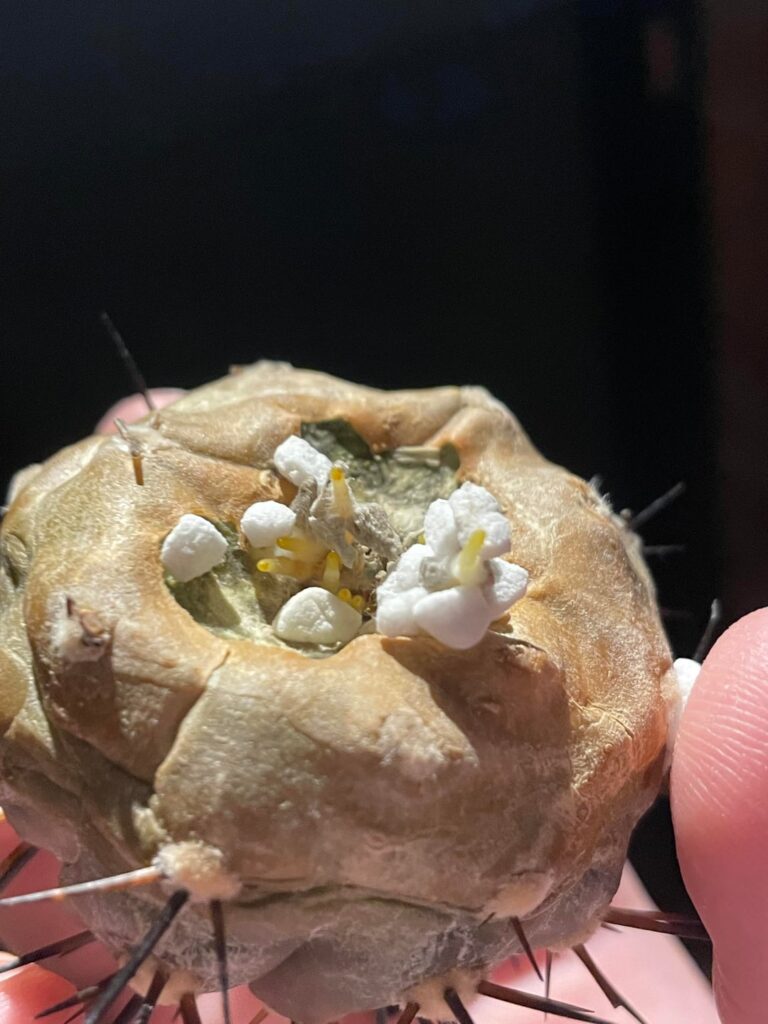 De-graft rooting success! Pure perlite and occasional misting has done the trick