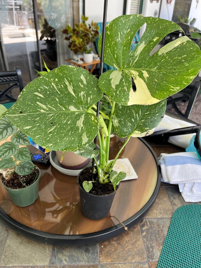 Won’t stop growing what do I do