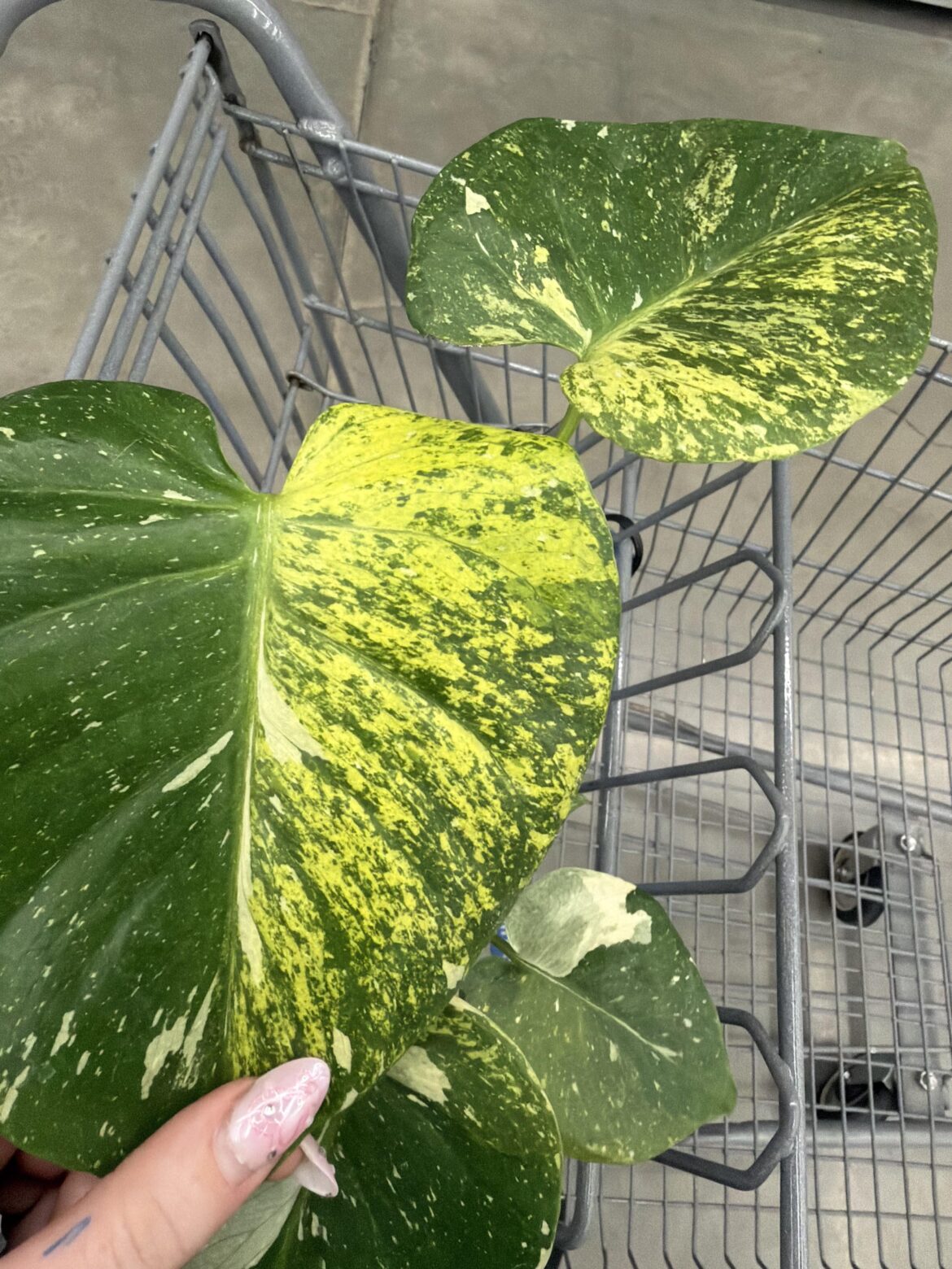 MUTATED THAI CON???