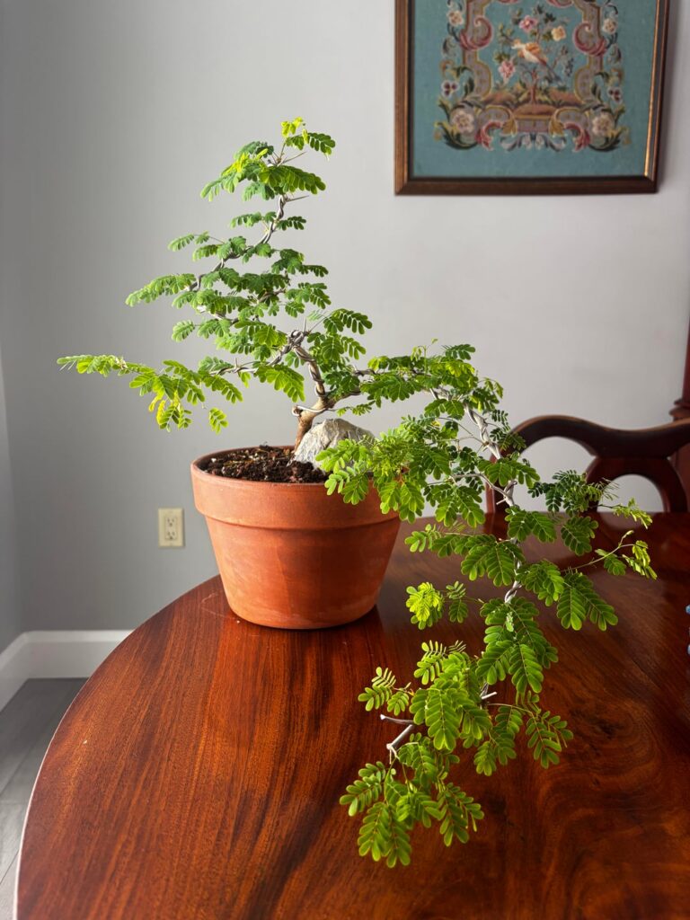 Brazilian rain tree experiment