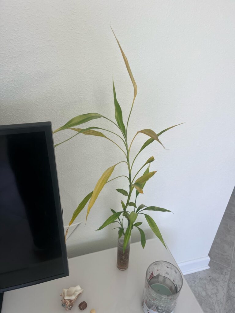 Yellow Bamboo help