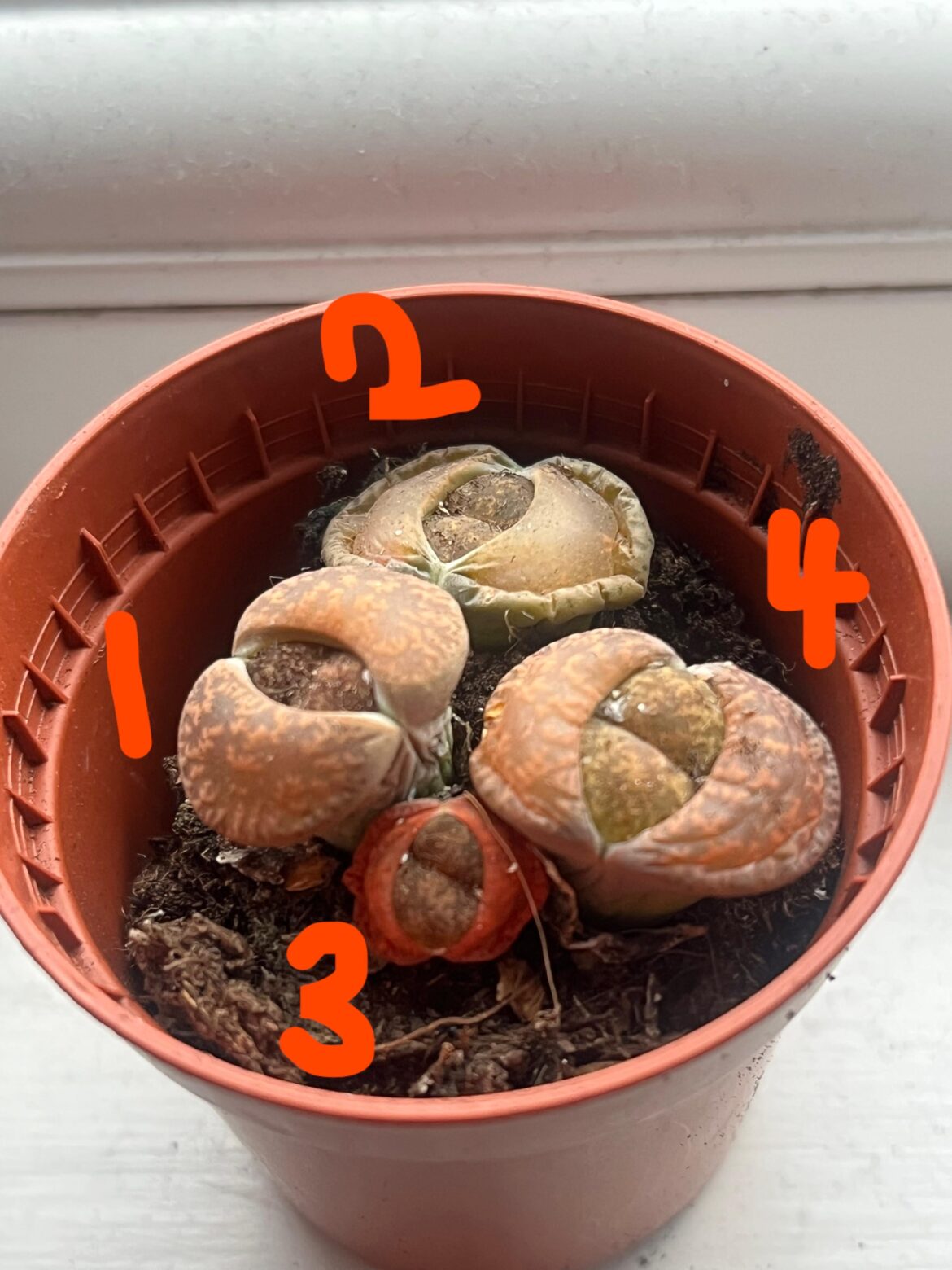 Help w/ ID please :)