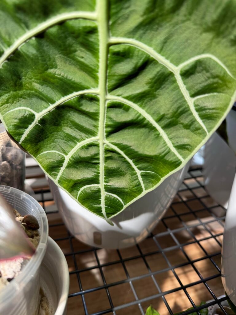 What’s Crawling on my Watsonia