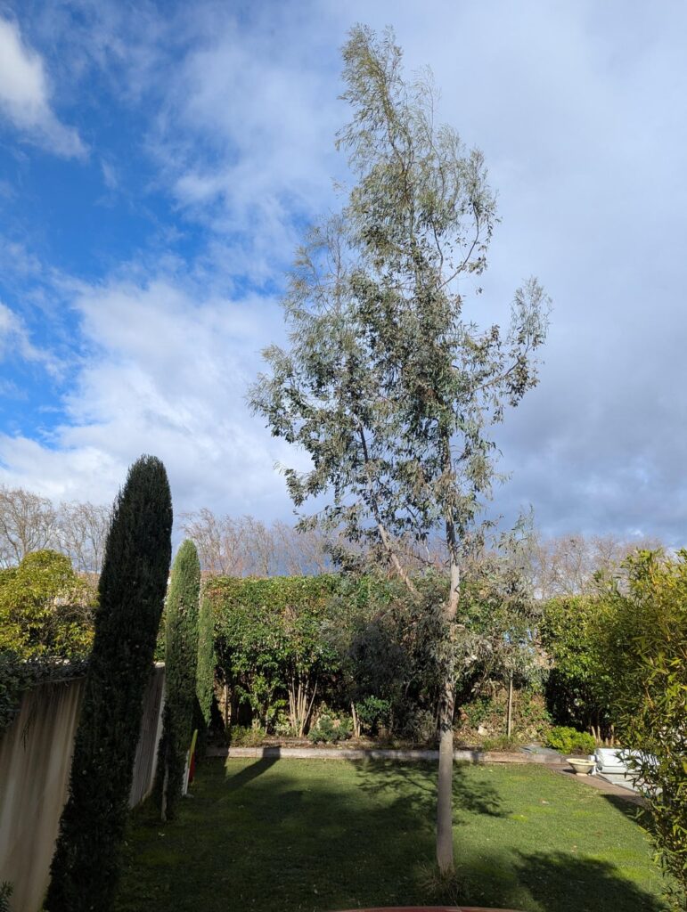 Tips for pruning this 12m Eucalyptus?
