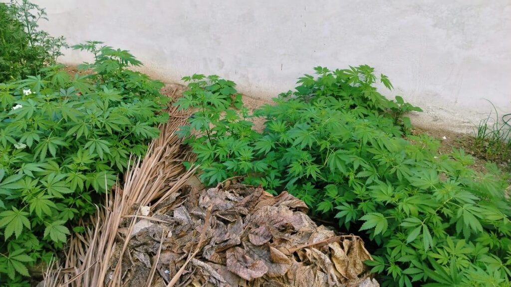 This just sprouted up all over my garden/ backyard (North India) what do I do?