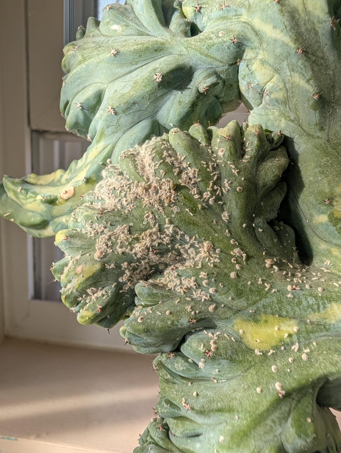 Any idea what this is? It rubs off