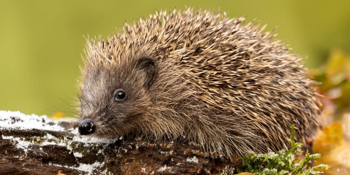 Don’t Throw Out Old Crispy Towels This February – They Could Be A Lifeline For Garden Wildlife