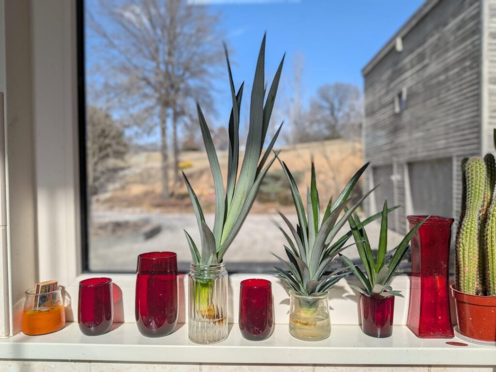 A Pineapple sucker, crown and a slip: all from the same plant!