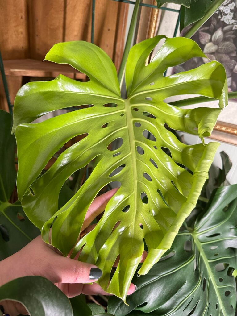 Most fenestrations yet!