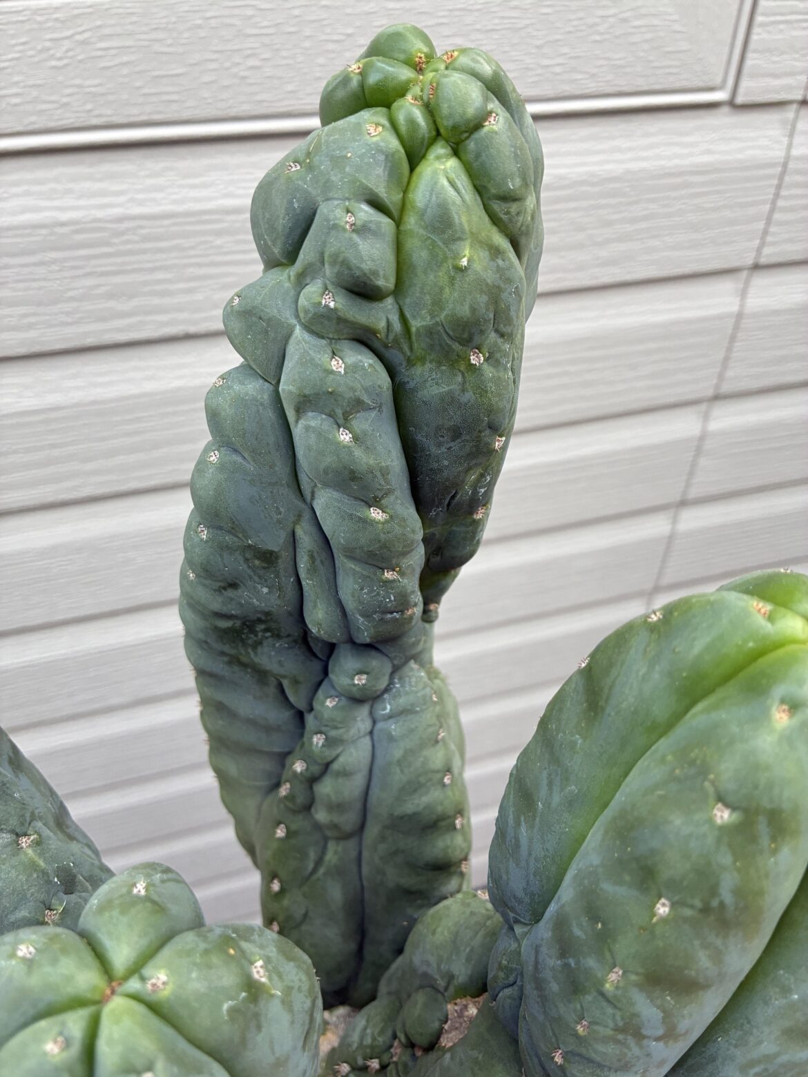 A Scop x TPC I named Senior Citizen