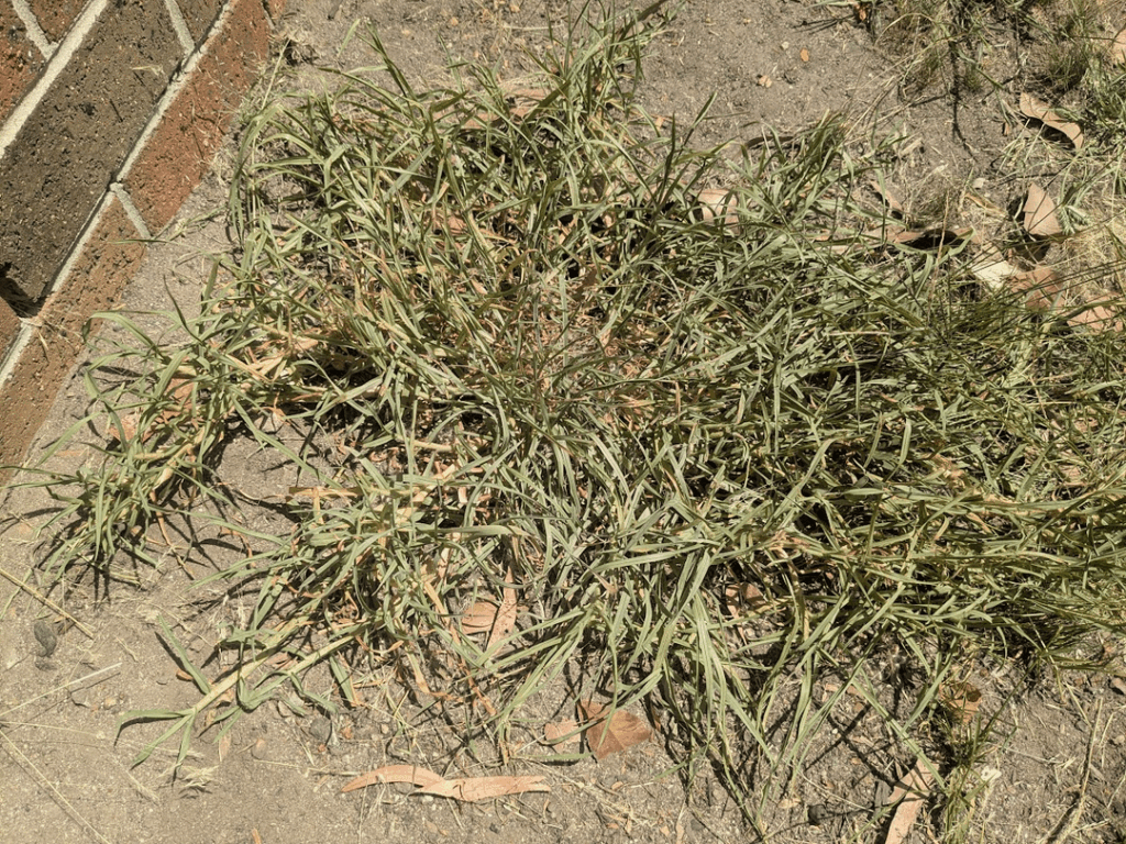 Grass identification (multiple), Melbourne