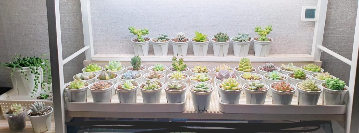 Mini succulents of mine.. aren't they adorable?