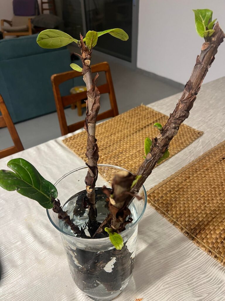 Cuttings without roots