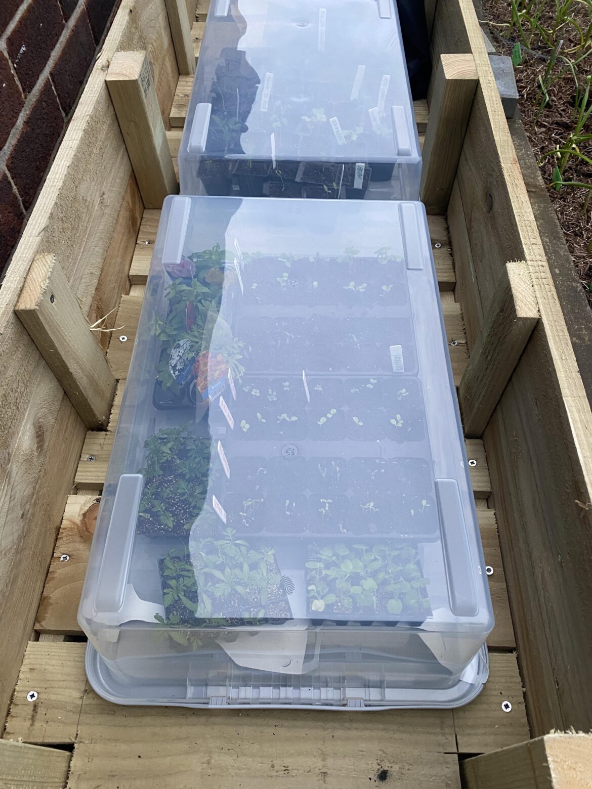 Anyone in cooler climates tried the “storage box greenhouse” method for early seedlings?