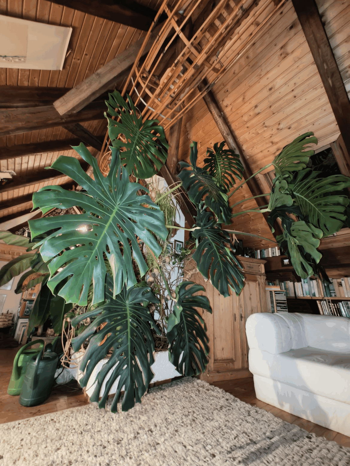 This beautiful thing is more than 30 years old.