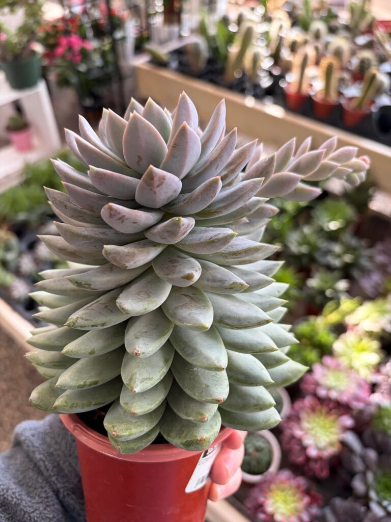 Super compact growth on this echeveria at my local nursery