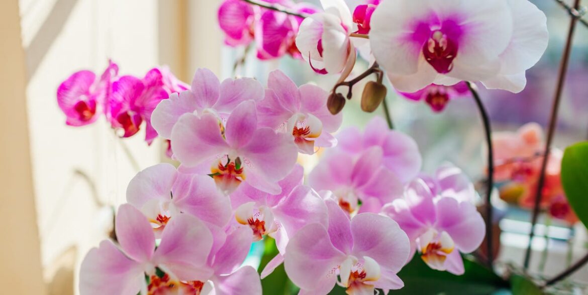 How To Keep An Orchid Alive And Get It To Rebloom
