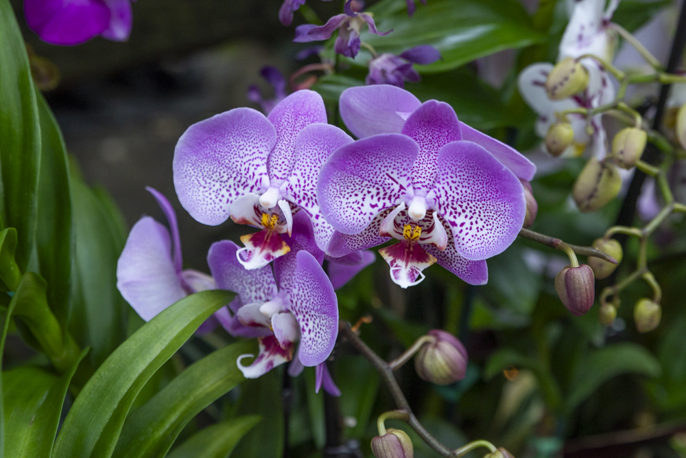 Orchids at the Cleveland Botanical Garden